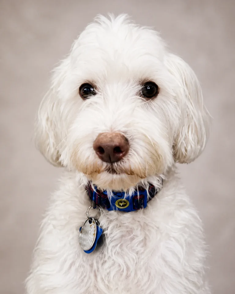 Professional portrait of Mushu, the company mascot